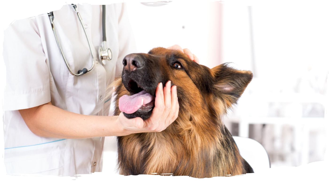 assurance santé des animaux