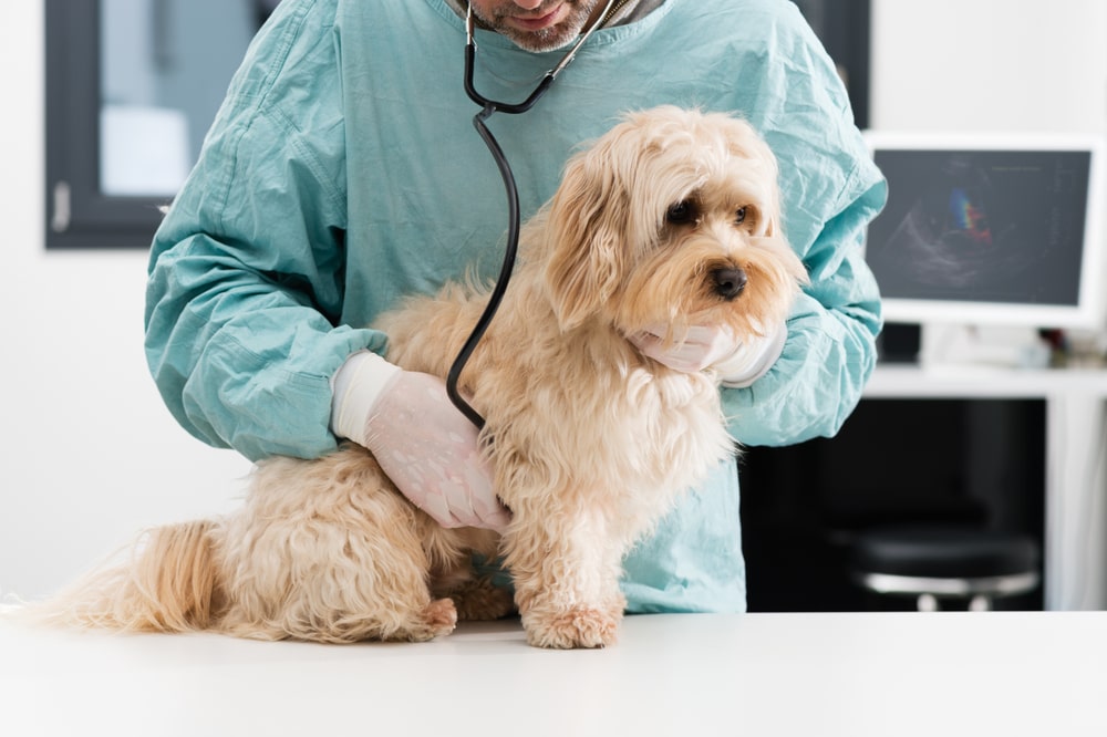 Quelles sont les démarches pour souscrire à une mutuelle chien et comment procéder en cas de consultations vétérinaires ?
